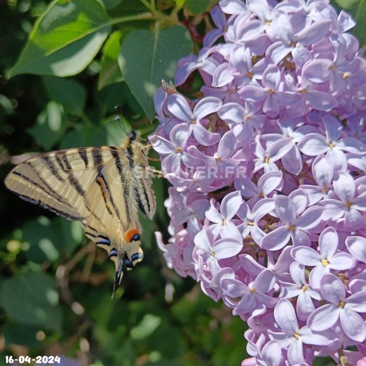 Lilas commun, lilas français, Syringa vulgaris image